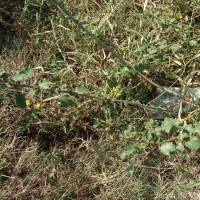 Triumfetta glabra Spreng.